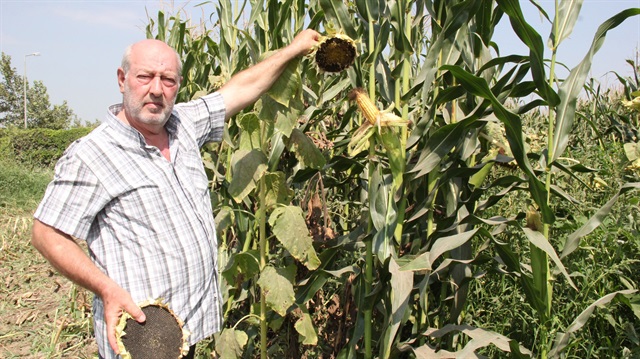 İlk kez mısır ve ayçiçeği beraber ekildi