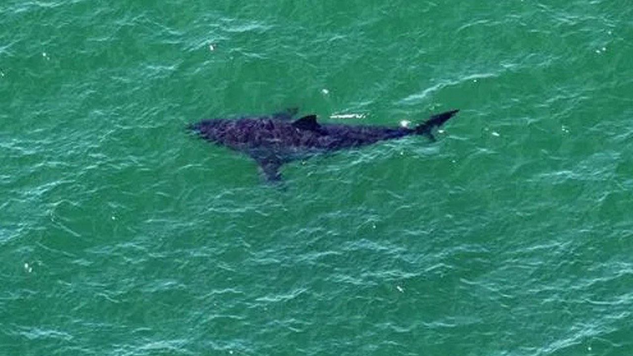 İlk ölümcül saldırı kayıtlara geçti: Zararsız sanılan dusky köpekbalığı, turisti öldürdü