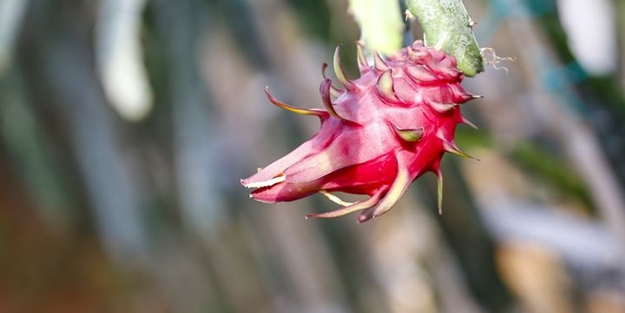 İlk tropikal meyvemiz 'ejder' tescillendi