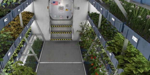 İlk 'uzay marulu'nun tadı merak konusu