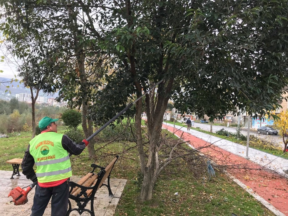 İlkadım’da ağaç budama çalışmaları başladı 