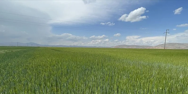 İlkbahar yağmurları son yılların en iyi yağışı oldu