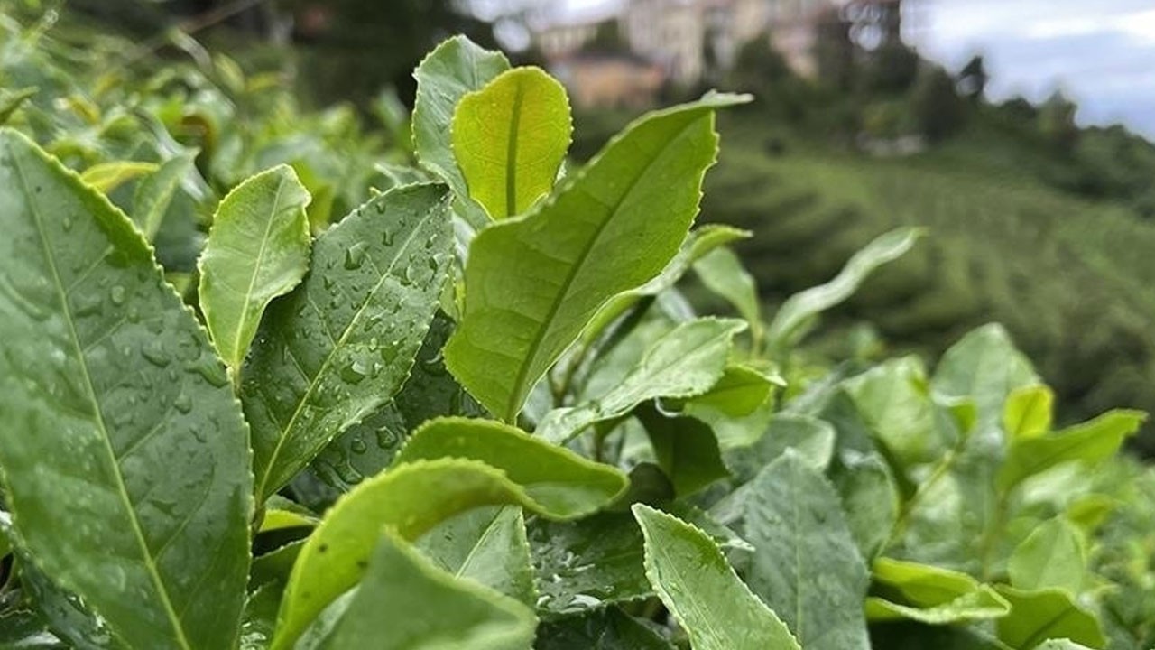 İlkel teleferik hayattan kopardı!