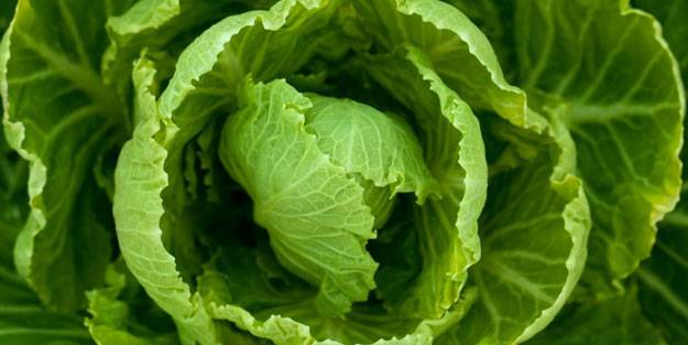 İltihab ve ağrıyı kesiyor! Lahana yaprağıyla gelen şifa