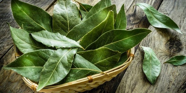 İltihap önleyici defne yaprağının sağlığa 10 faydası