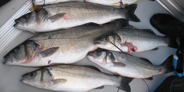 Avrupa Türkiye'den giden bu balıkla besleniyor