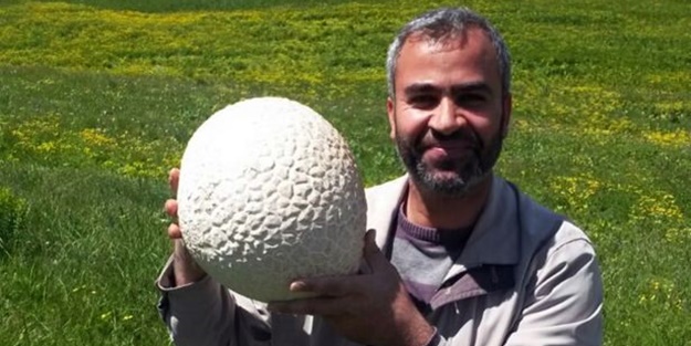 İnanamayacaksınız ama bu bir mantar!