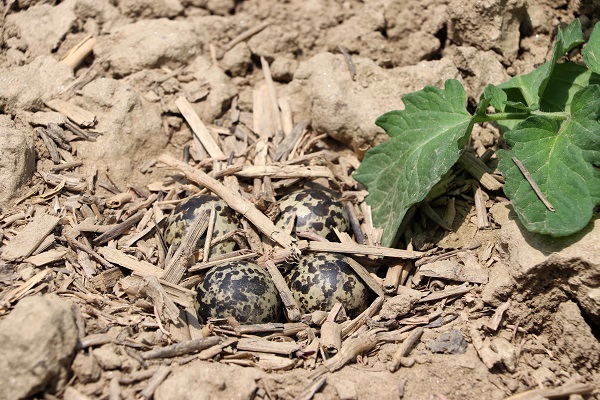 İnanılır gibi değil! Yuvasını korumak isteyen kuş traktörü böyle durdurdu