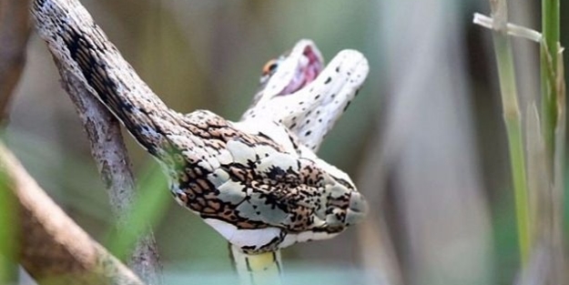 İnanılmaz av sahneleri - FOTO