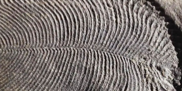 İnanılmaz keşif haberi! Böylesi görülmedi: Tarihi değiştiren arı kovanı izi çıktı, yeni sırlar keşfedildi