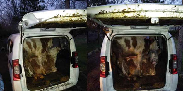 İnanılmaz kovalamaca! Bagajı açan polis şaştı kaldı