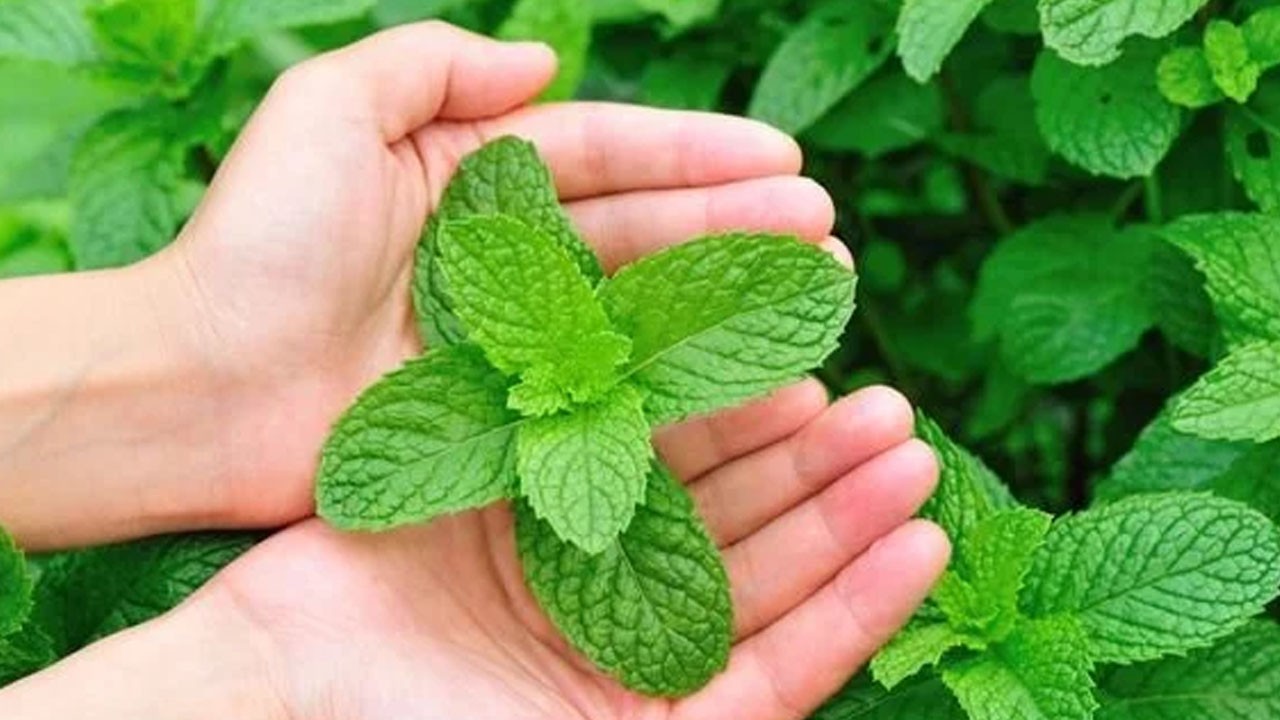 İnanılmaz nane üretim yöntemi