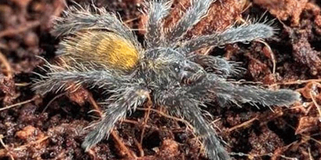 İnanılmaz satışlar! İnternetten tarantulaya rekor fiyatlar