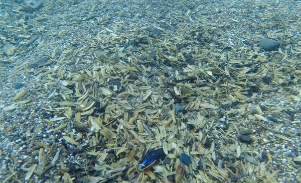 İnanması güç bu hale geldi! Denizin altında birikenler hayrete düşürdü