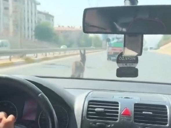 İnatçı eşek trafiği bu hale getirdi