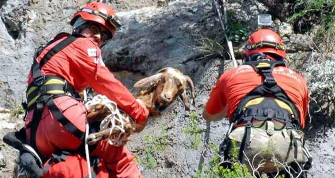 İnatçı keçiler AKUT’u 5 saat oyaladı