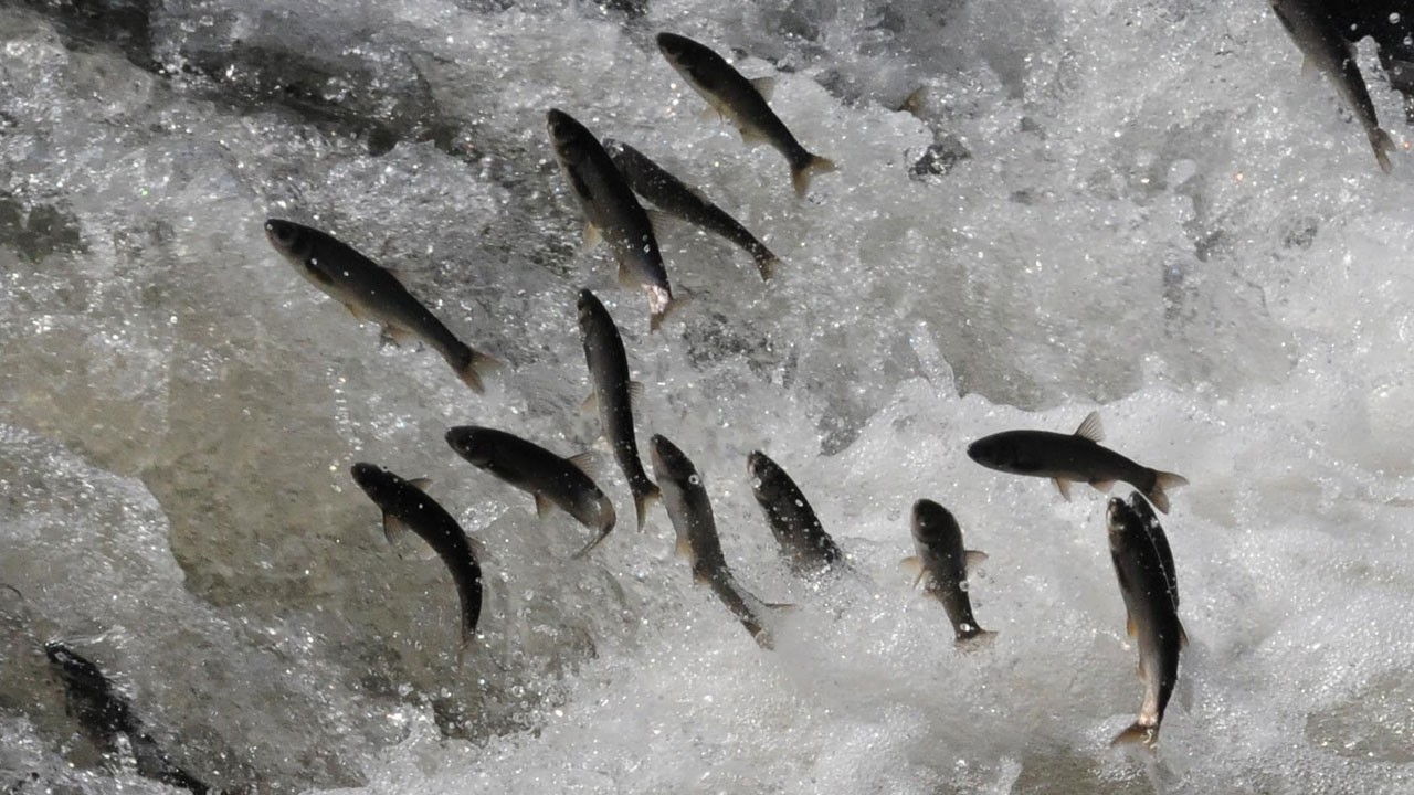 İnci kefali için 3 aylık av yasağı başladı