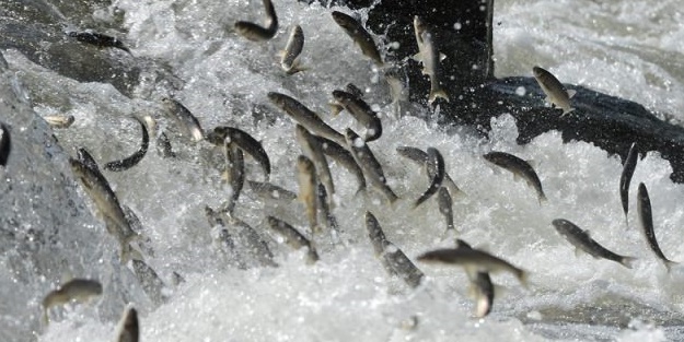 İnci kefalinden görsel şölen