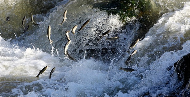 İnci kefalinin boyu uzadı, ağırlığı arttı