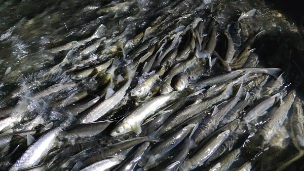 İnci kefalinin muhteşem yolculuğu başladı
