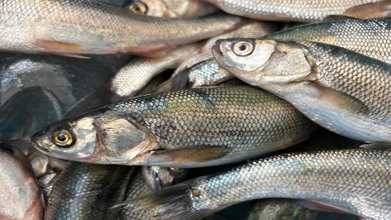 İnci kefalinin nesli tehlike altında