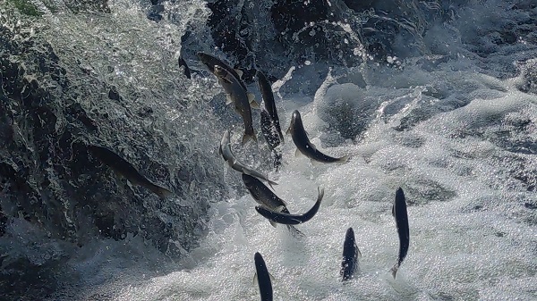 İnci kefalinin unutulmaz yolculuğu