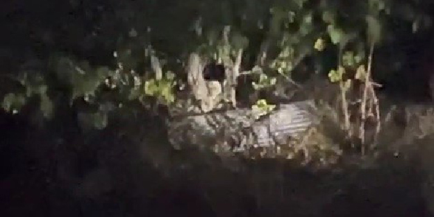 İncir ağacında keyif yapan ayılar kamerada!