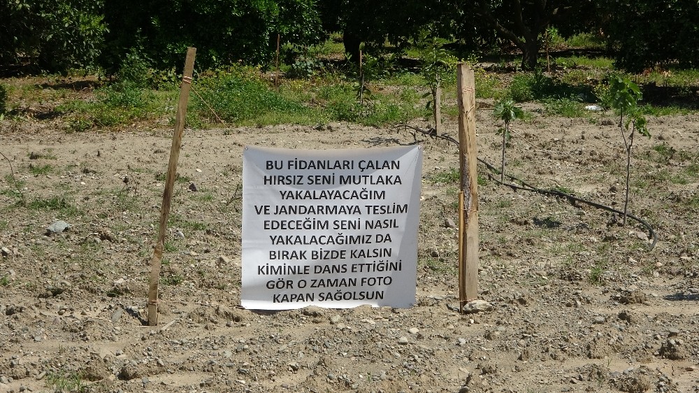 İncir fidanları çalınan çiftçiden hırsıza afişli not 