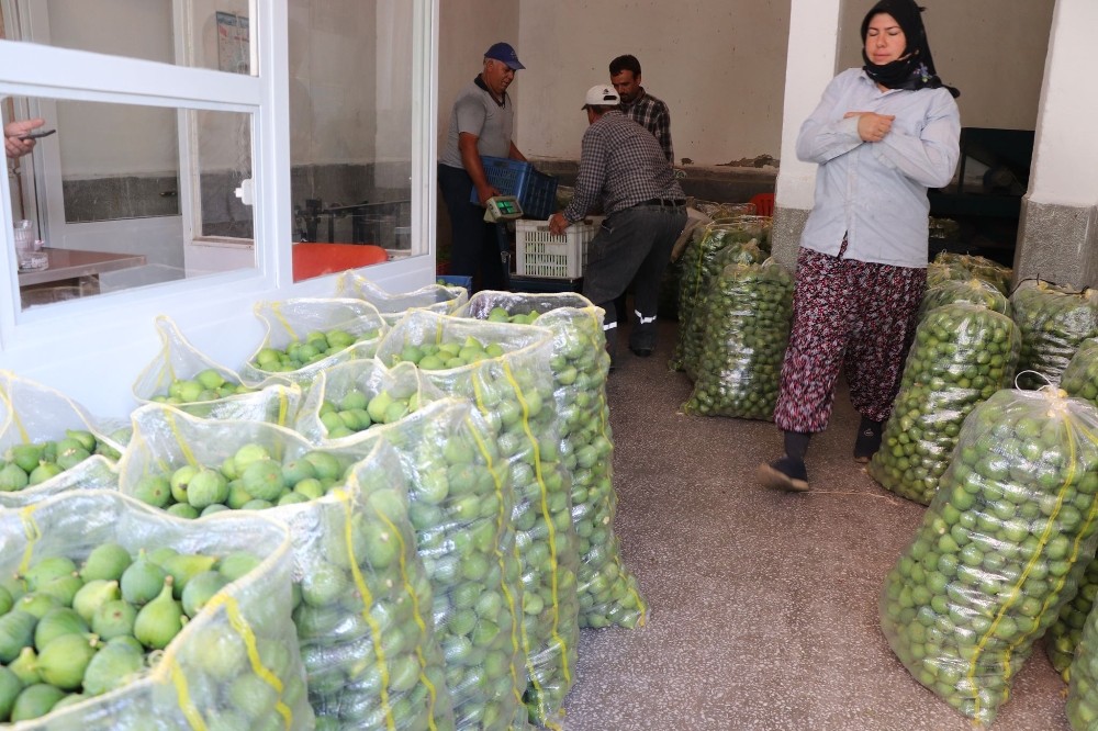 İncir sezonu öncesi ilek pazarı hareketlendi 