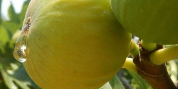 İncir tam bir şifa deposu! O hastalıklarla savaşıyor