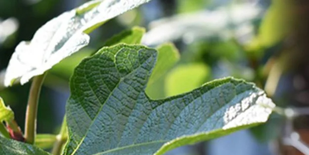 İncir yaprağından görülmemiş duyulmamış tarif: Hastalıklara savaş açıp destek veriyor! Çay değil adeta ecza deposu!