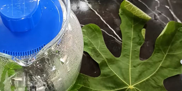 İncir yaprağından görülmemiş duyulmamış tarif! Suyu ve çayının müthiş yararı: İçinde ne var, nasıl yapılır?