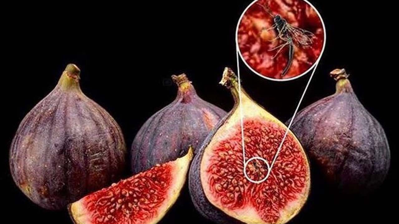 İncirin binlerce yıl saklanan gerçek yüzü! Yerken 2 kez düşüneceksiniz: Meğerse meyve değilmiş! Şoke