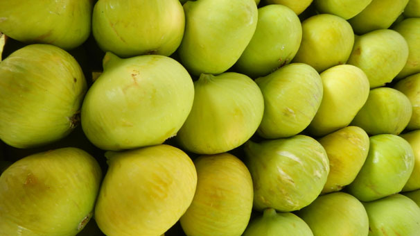 İncirin ihracat yolculuğu başladı!