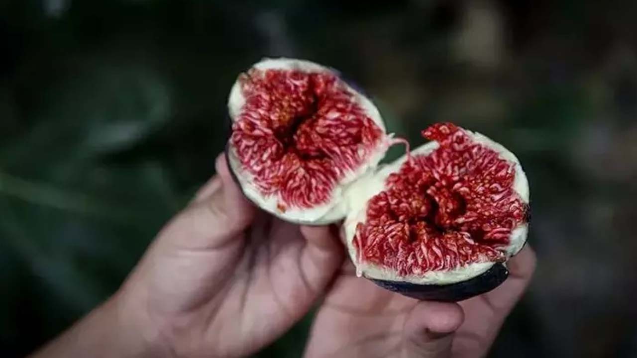 İncirin üstüne ekleyince böbrekleri temizliyor!