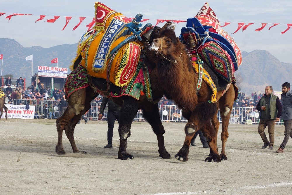 İncirliova’da 200 pehlivan deve kıyasıya güreşti 