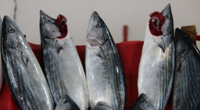 İnebolu'da palamut 2 liraya indi