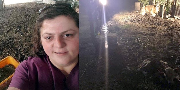 İneğe doğum yaptıran veterinerin yürek yakan ölümü!..