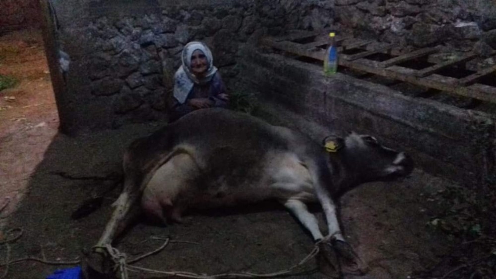 İneği ölen yaşlı kadına Vali Kaldırım’dan yardım eli uzandı 