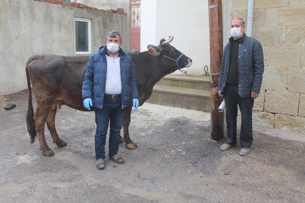 İneğini 