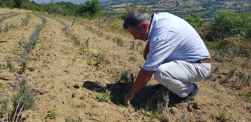 İnegöl Beleddiyesi’nden tıbbi aromatik bitki yetiştiriciliğine destek 