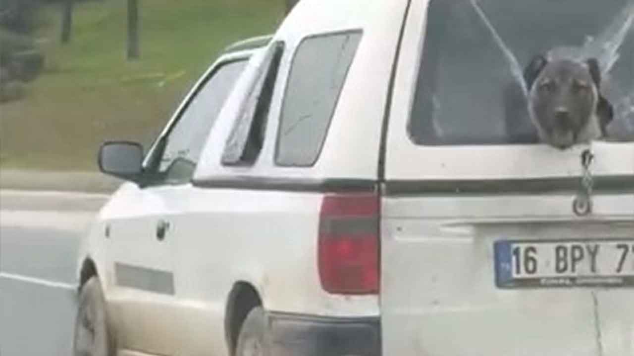 İnegöl girişinde neşeli anlar! Kamyonet camından sarkan köpek görenleri gülümsetti!