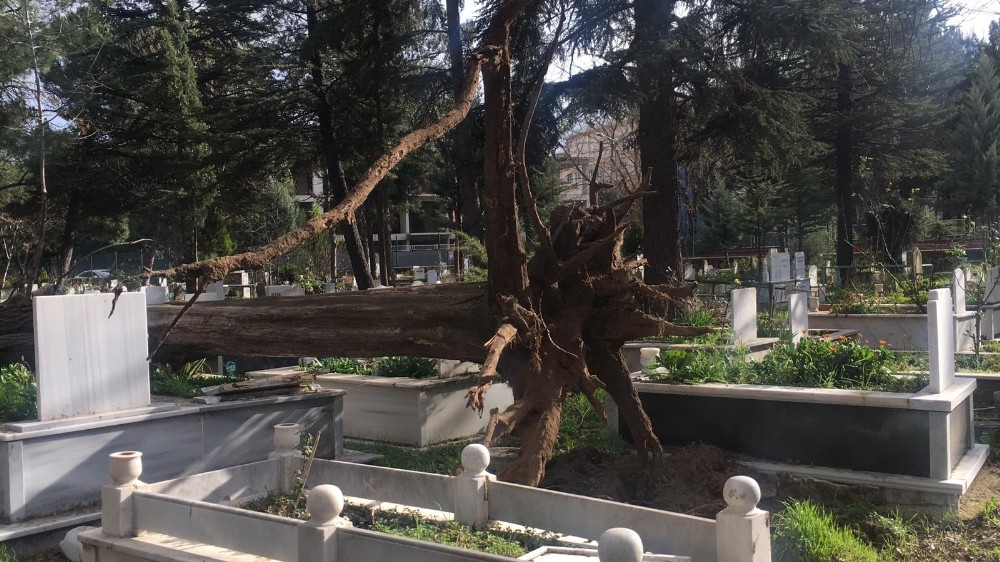 İnegöl’de ağaçlar devrildi, birçok mezar zarar gördü 