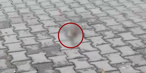 İnegöl'de bir vahşet daha! Başı gövdesinden ayrılmış halde bulundu