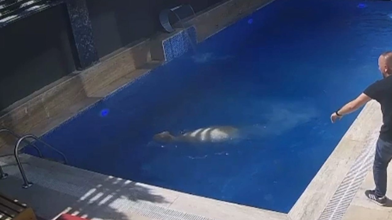 İnegöl’de Firari Koç Havuza Atladı: O Anlar Kamerada