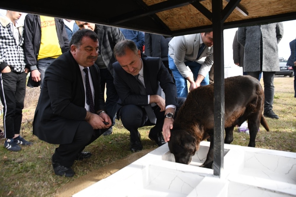 İnegöl’de hayvanlar sahipsiz değil 