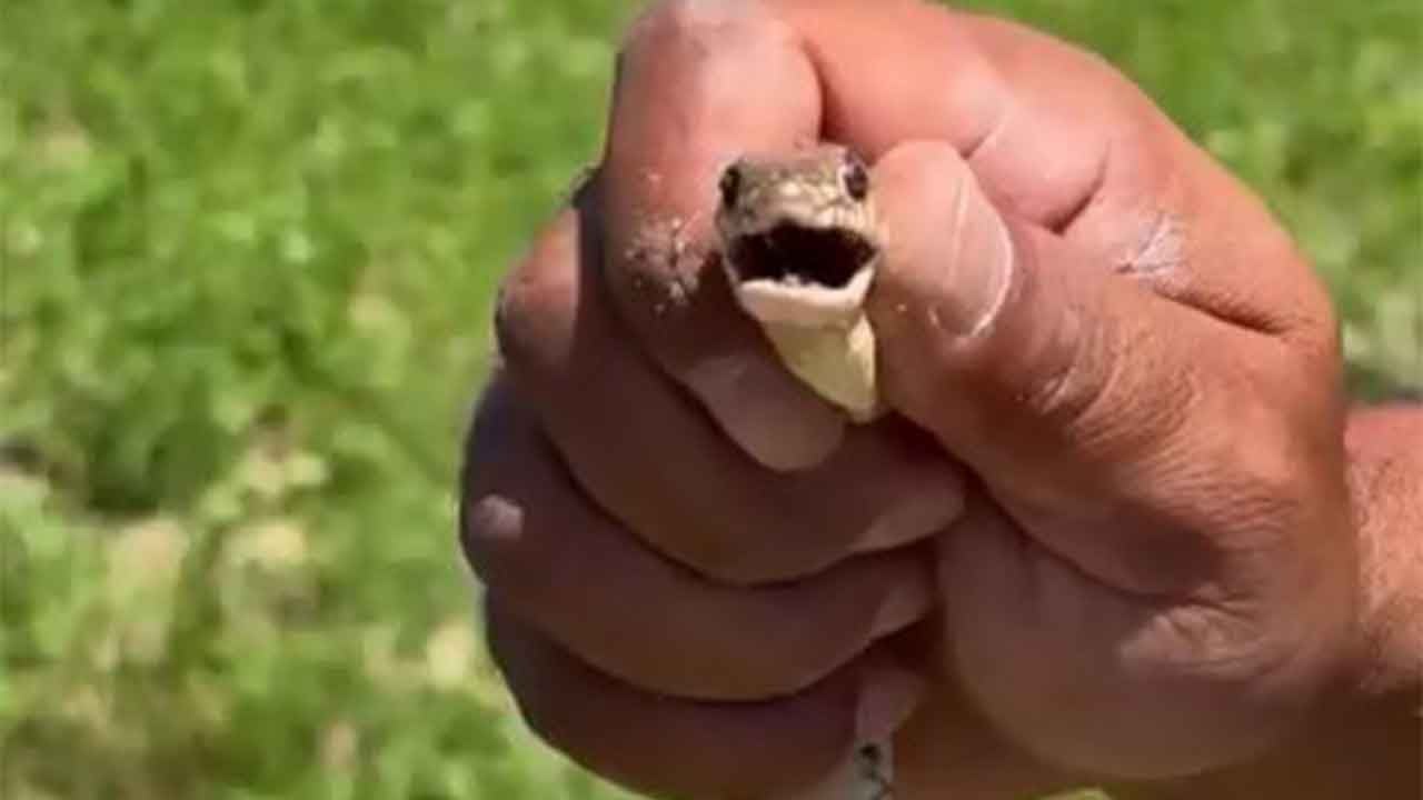 İnegöl'de yürek yutan çiftçi! Dev yılanı çıplak elleriyle öyle bir yakaladı ki!