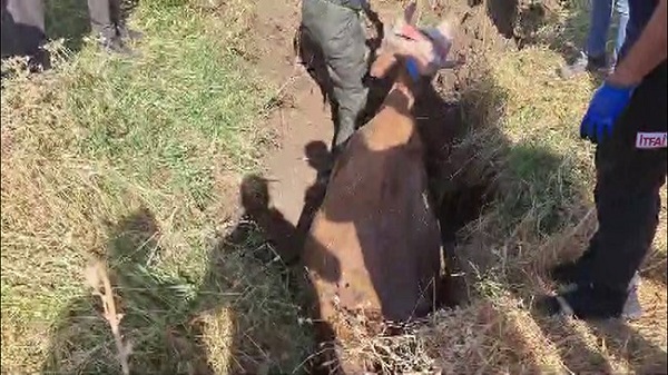 İnek bataklığa saplandı yardıma itfaiye koştu