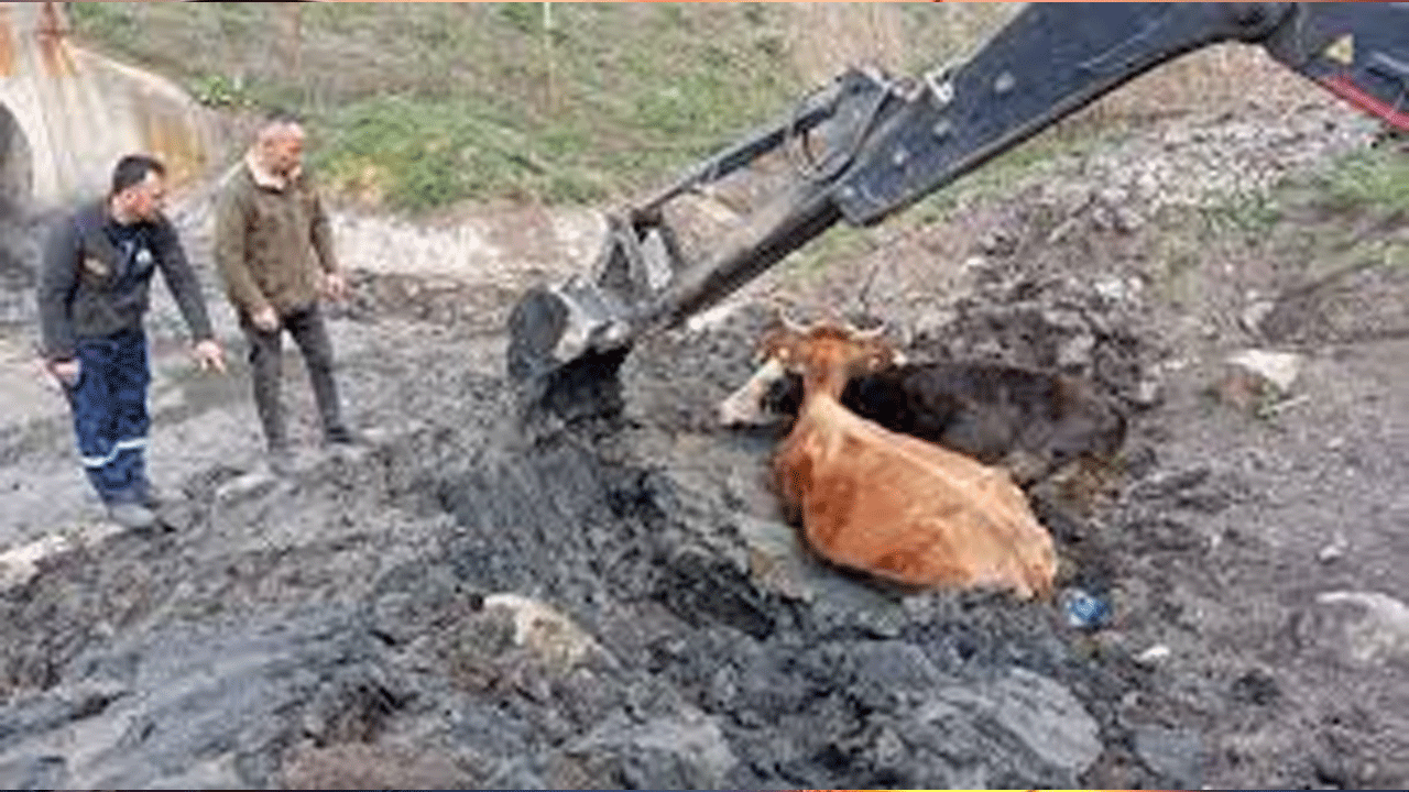 İnek çamura saplandı, kepçe ile kurtarıldı!