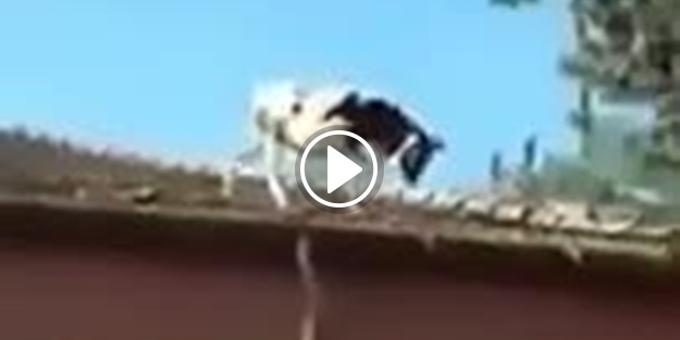İnek çatıdan çatıya atladı
